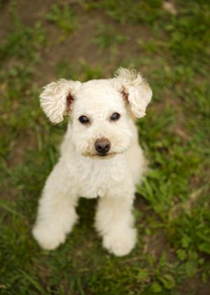 自然環境に配慮した動物病院:緑の森どうぶつ病院 豊岡病院の紹介と魅力