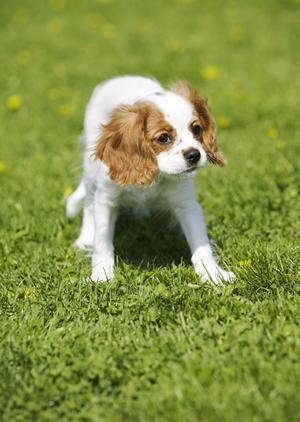我が家も犬長期預かりで安心できます
