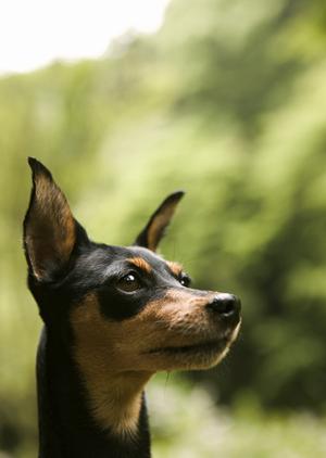 豆柴購入に適した望月ドッグスタジアム