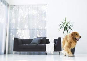 池袋にある猫カフェの特徴について