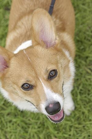 【秦野】ペットサロン付の動物病院
