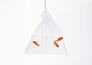 ビションフリーゼのブリーダーです