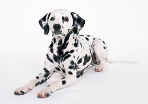 三鷹市でペットを診察しませんか