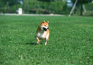 手術だけに特化したペット保険があります
