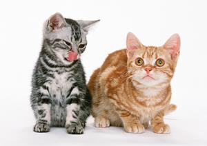 猫を飼っているならペット保険に入ろう