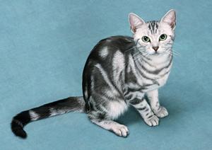 ペットタクシーを利用するなら知っておきたい!大阪で安いサービスを徹底比較