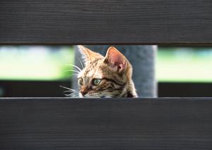 表参道のある本格タイ料理レストラン