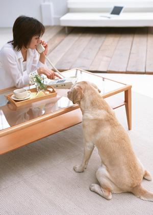さまざまなプランが選べるペット保険
