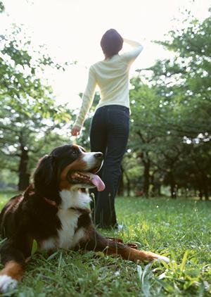 人気のトイプードルブリーダーがいます
